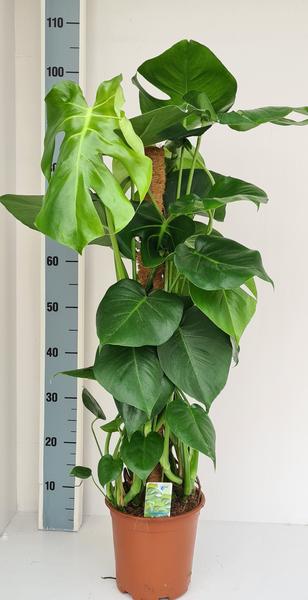 Monstera Mosstok - Ø19cm - ↕80cm