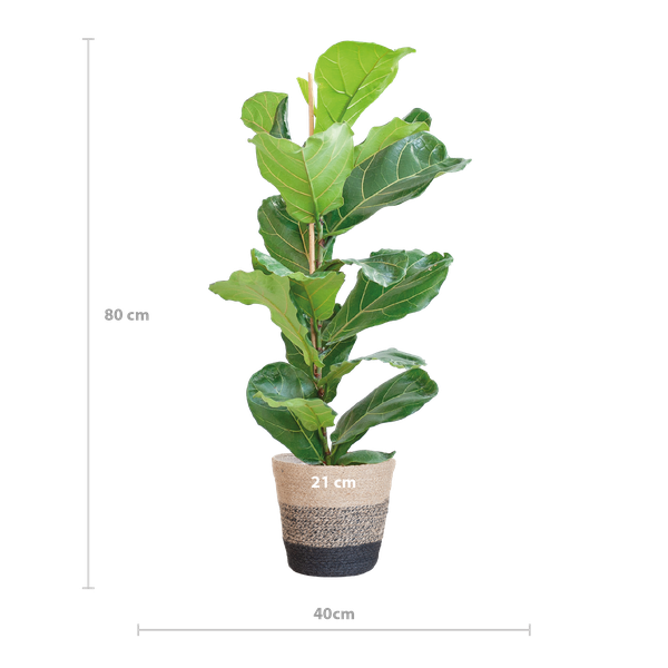 Ficus Lyrata met Mand Lissabon zwart - 80cm - Ø21