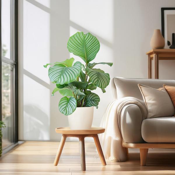 Calathea Orbifolia met Viber wit - 65cm - Ø21