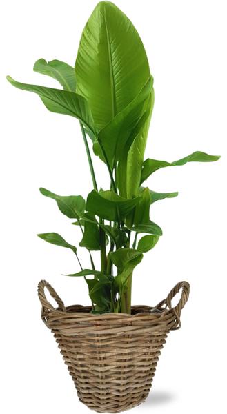 Strelitzia Nicolai - Ø27cm - ↕130cm + Pot+Handvat D30x23cm - Naturel