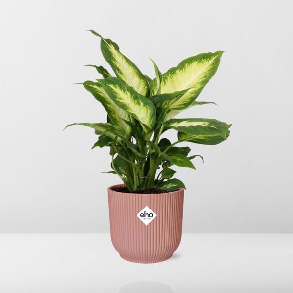 Dieffenbachia ‘Camilla’ in ELHO Vibes Fold 14cm roze