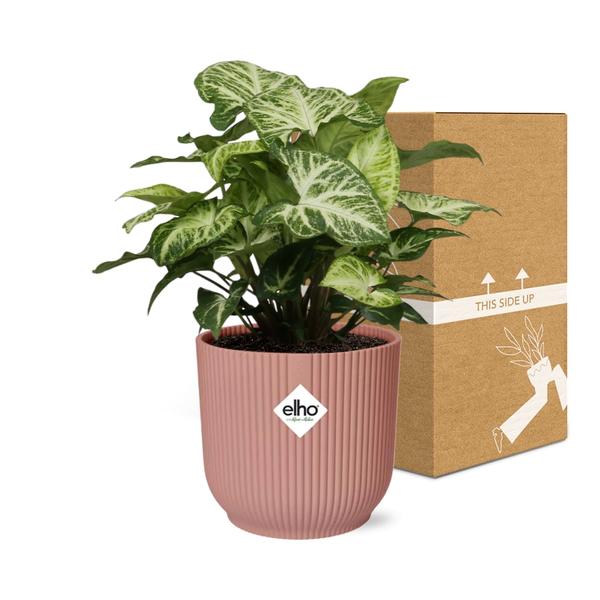 Syngonium Arrow in ELHO Vibes Fold 14cm roze