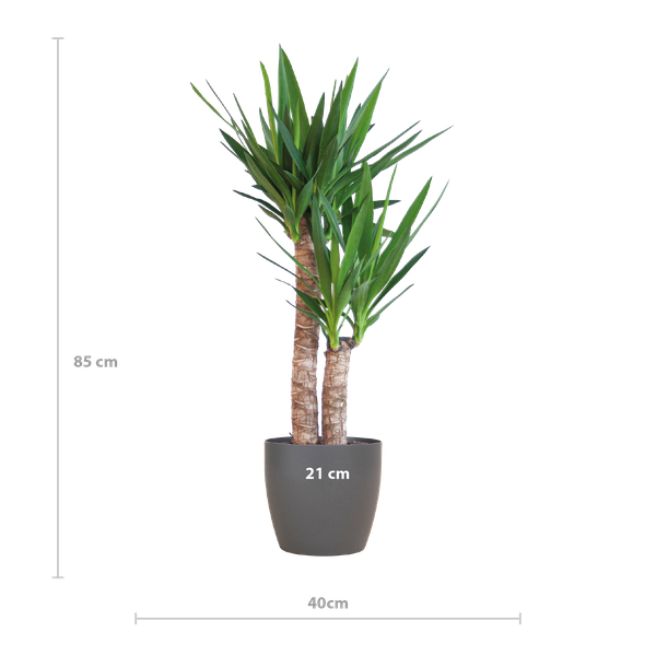 Yucca Elephantipes met Viber zwart - 90cm - Ø21