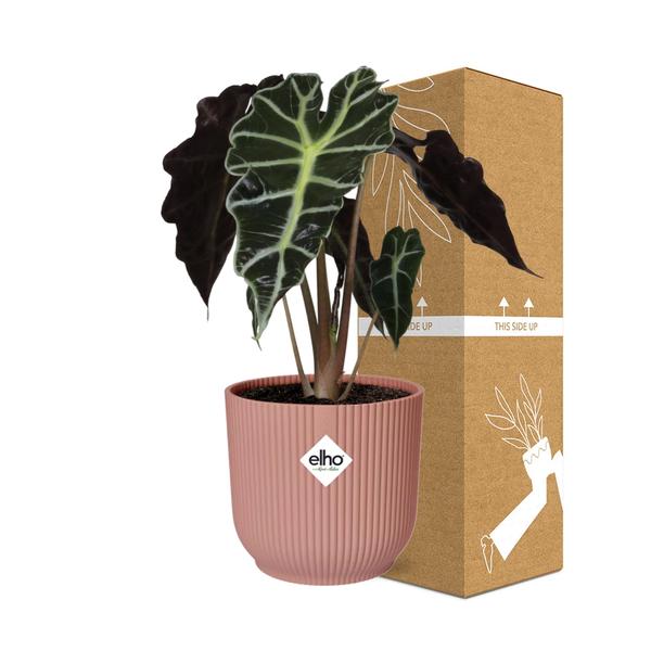 Alocasia ‘Polly’ in ELHO Vibes Fold 14cm roze