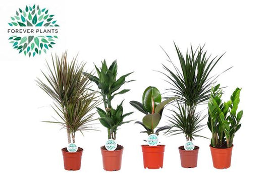 Kamerplanten Groen Mix Miquel - 5 stuks - Ø17cm - ↕55-75cm