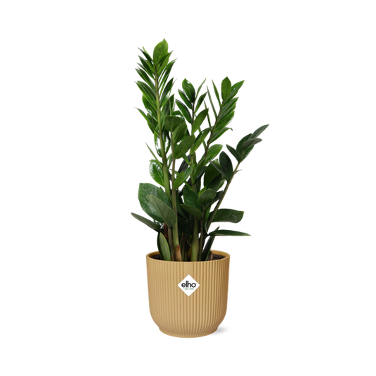 Zamioculcas – Hoogte 45-50 in ELHO Vibes Fold 14cm geel