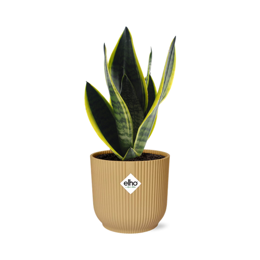 Sansevieria Futura Superba in ELHO Vibes Fold 14cm geel