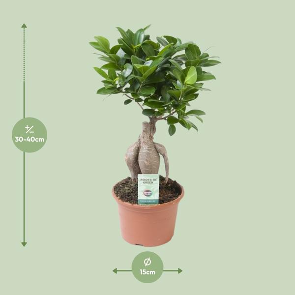 Ficus Ginseng - Ø15cm - ↕35cm