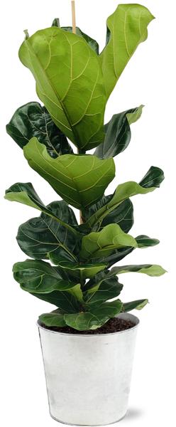 Ficus Lyrata - Ø21cm - ↕100cm + Pot D22,5x21cm - Zink