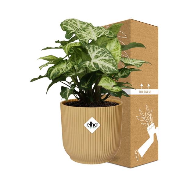 Syngonium Arrow in ELHO Vibes Fold 14cm geel