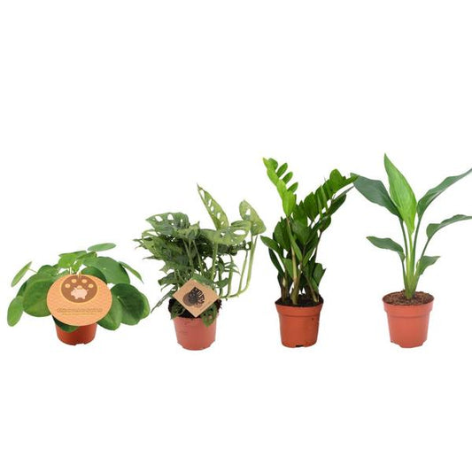 Musthave Plantenbox - 4 stuks - Ø12cm - ↕20-40cm