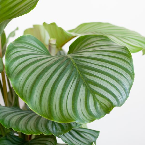 Calathea Orbifolia met Sofia mand naturel - 65cm - Ø21