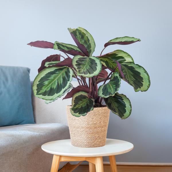 Calathea Medaillon met Sofia mand naturel - 65cm - Ø21