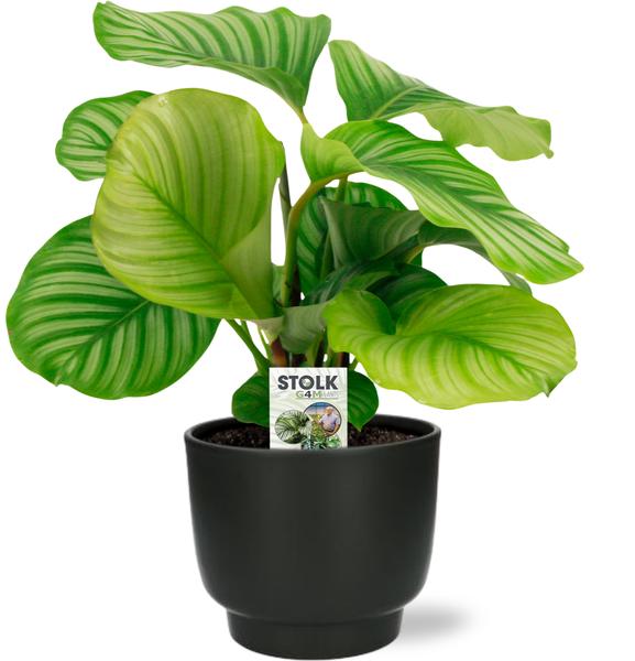 Calathea Orbifolia - Ø14cm - ↕50cm + Potenza Pot D15x13cm - Zwart