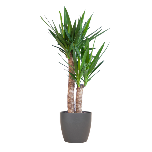 Yucca Elephantipes met Viber zwart - 90cm - Ø21