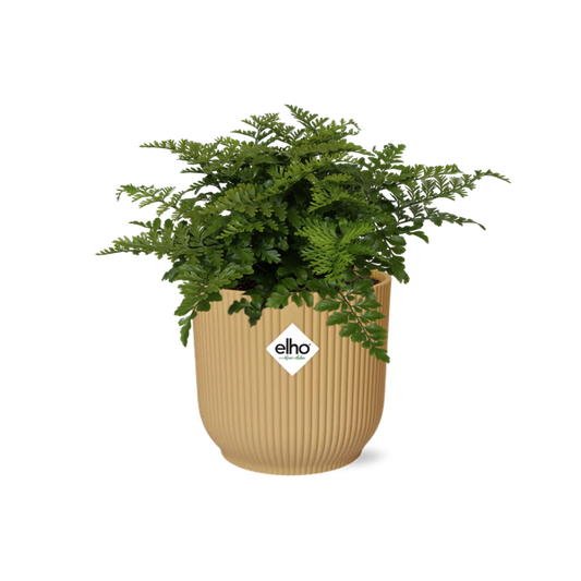 Asplenium Parvati in ELHO Vibes Fold 14cm geel