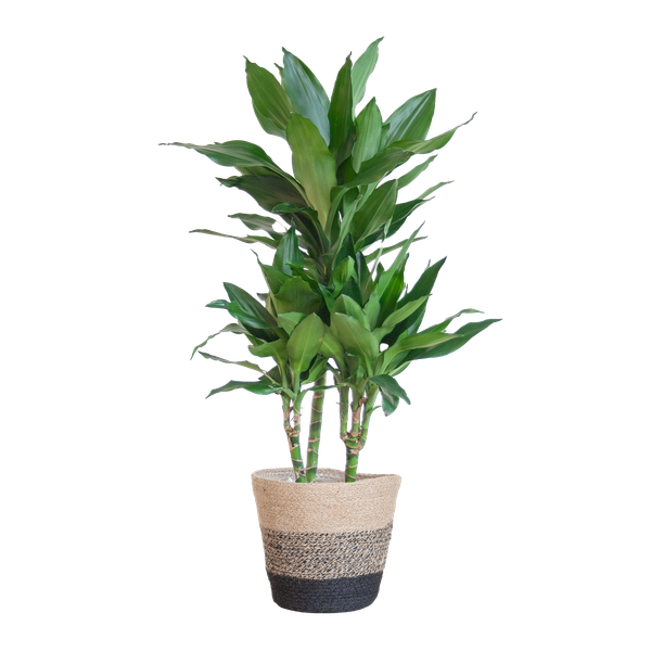 Dracaena  Janet Lindt met Mand Lissabon zwart - 95cm - Ø21