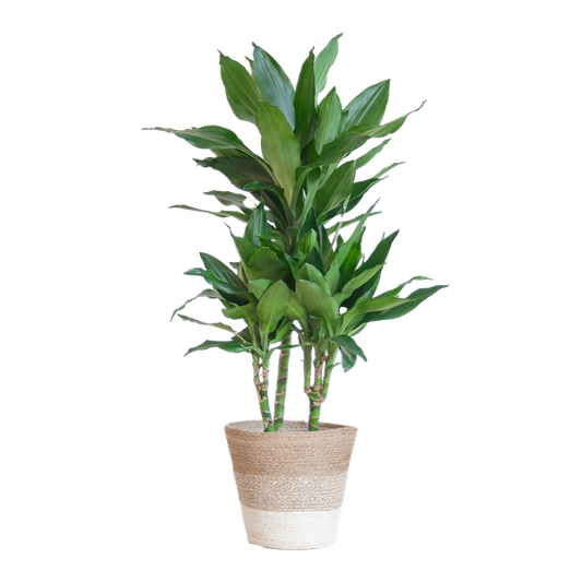 Dracaena  Janet Lindt met mand Lissabon wit - 95cm - Ø21