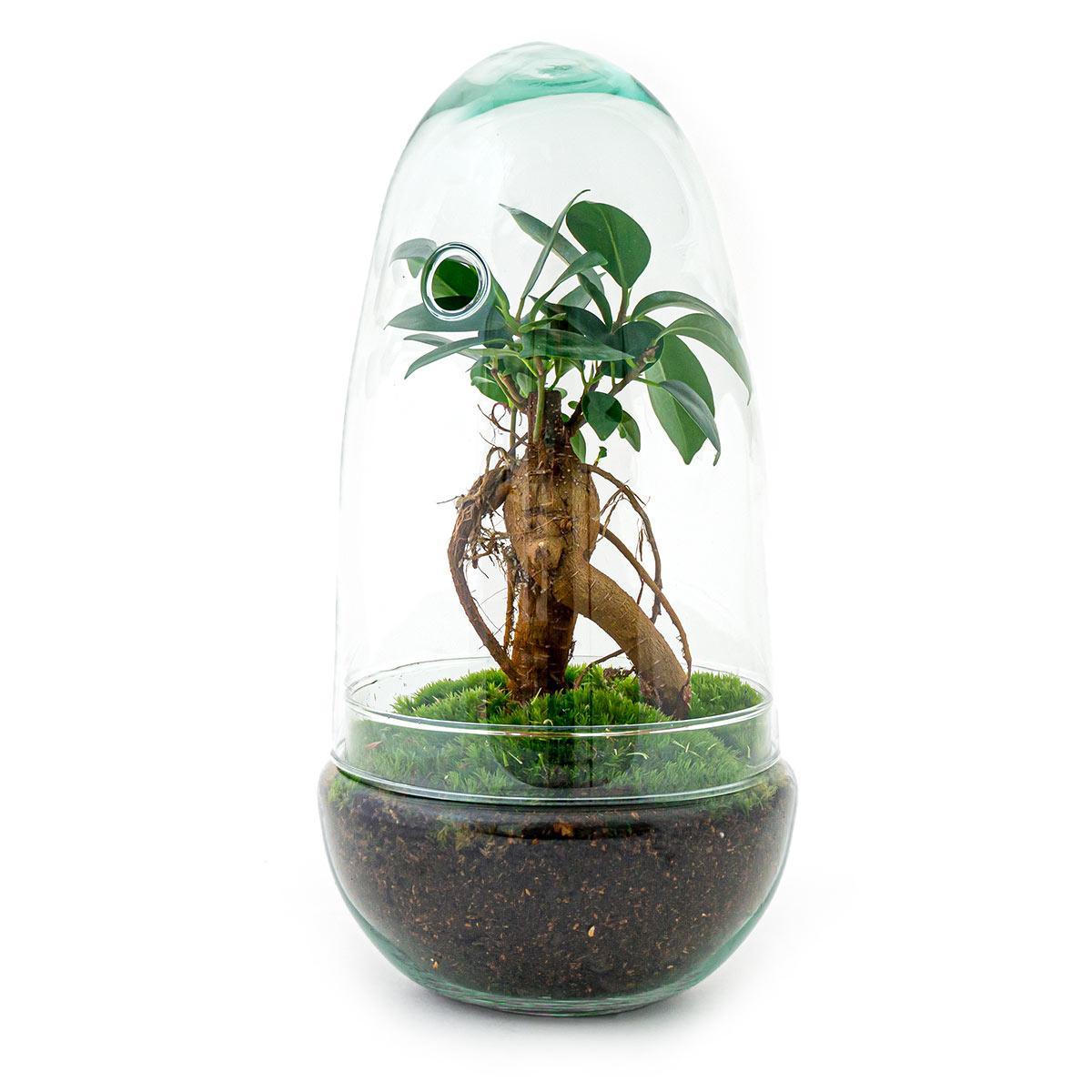 DIY terrarium - Egg Bonsai - ↕ 25 cm