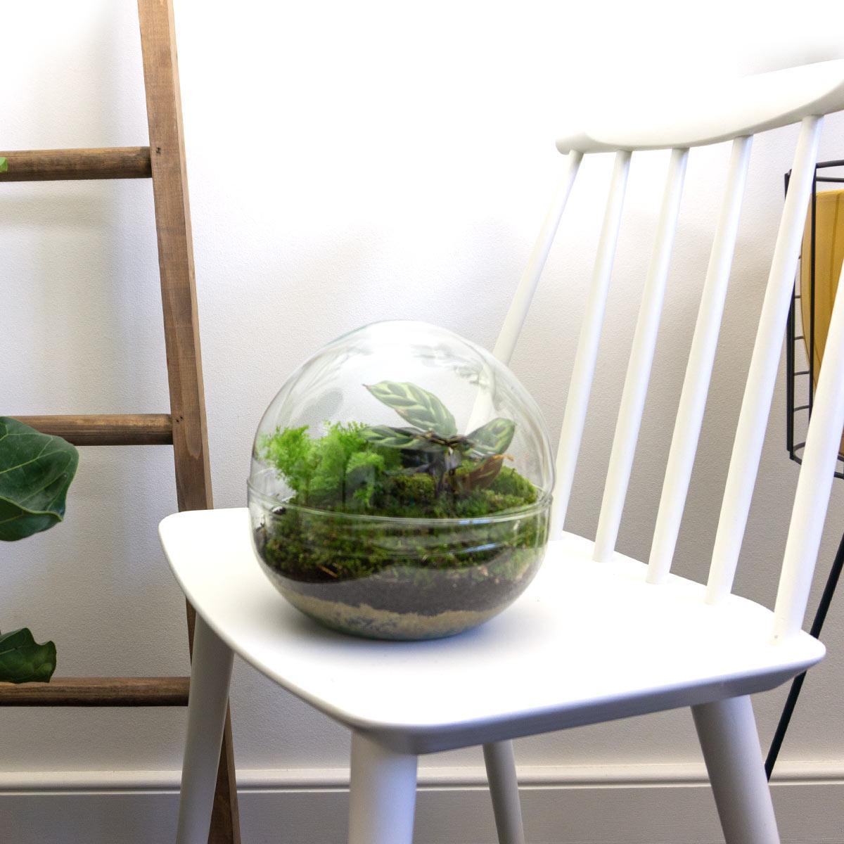 DIY terrarium - Dome - ↕ 20 cm - Normal