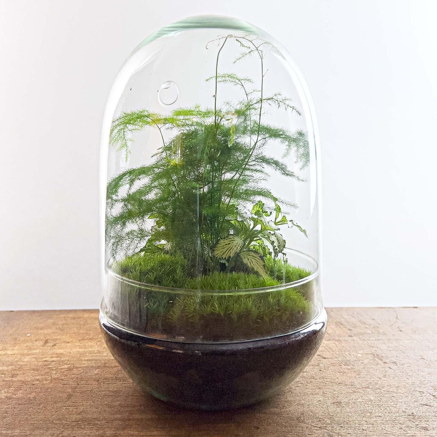 DIY terrarium - Egg XL - ↕ 30 cm