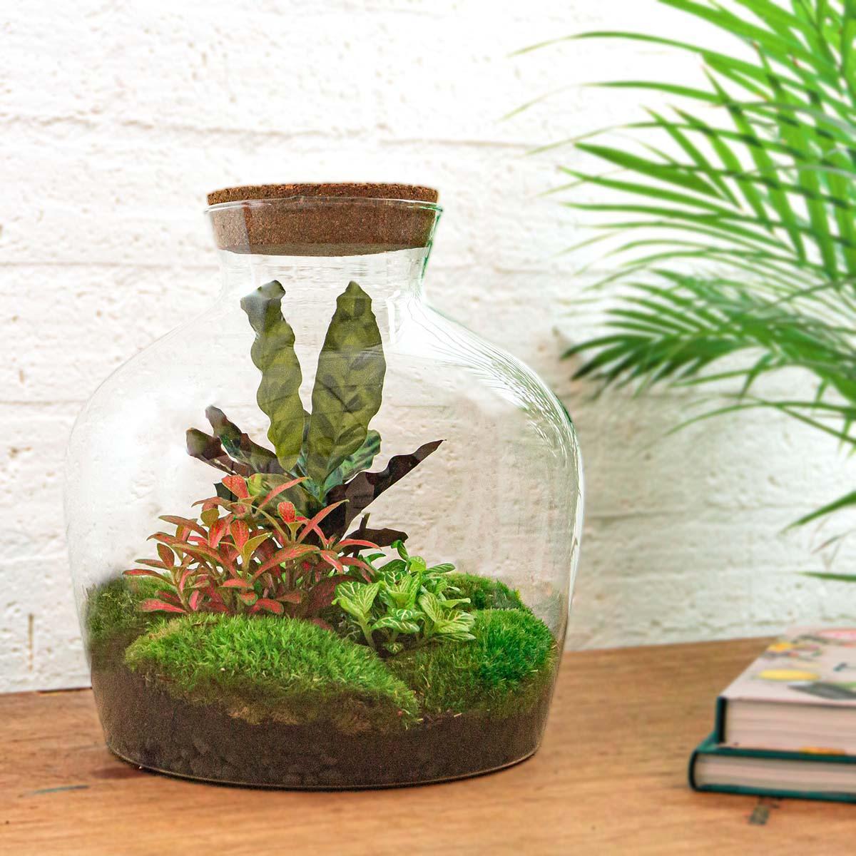 DIY terrarium - Fat Joe Rood - ↕ 30 cm - Normal