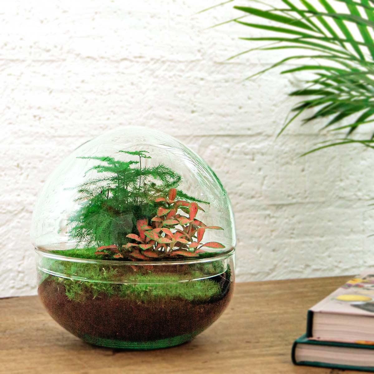 DIY terrarium - Dome Red - ↕ 20 cm - Normal