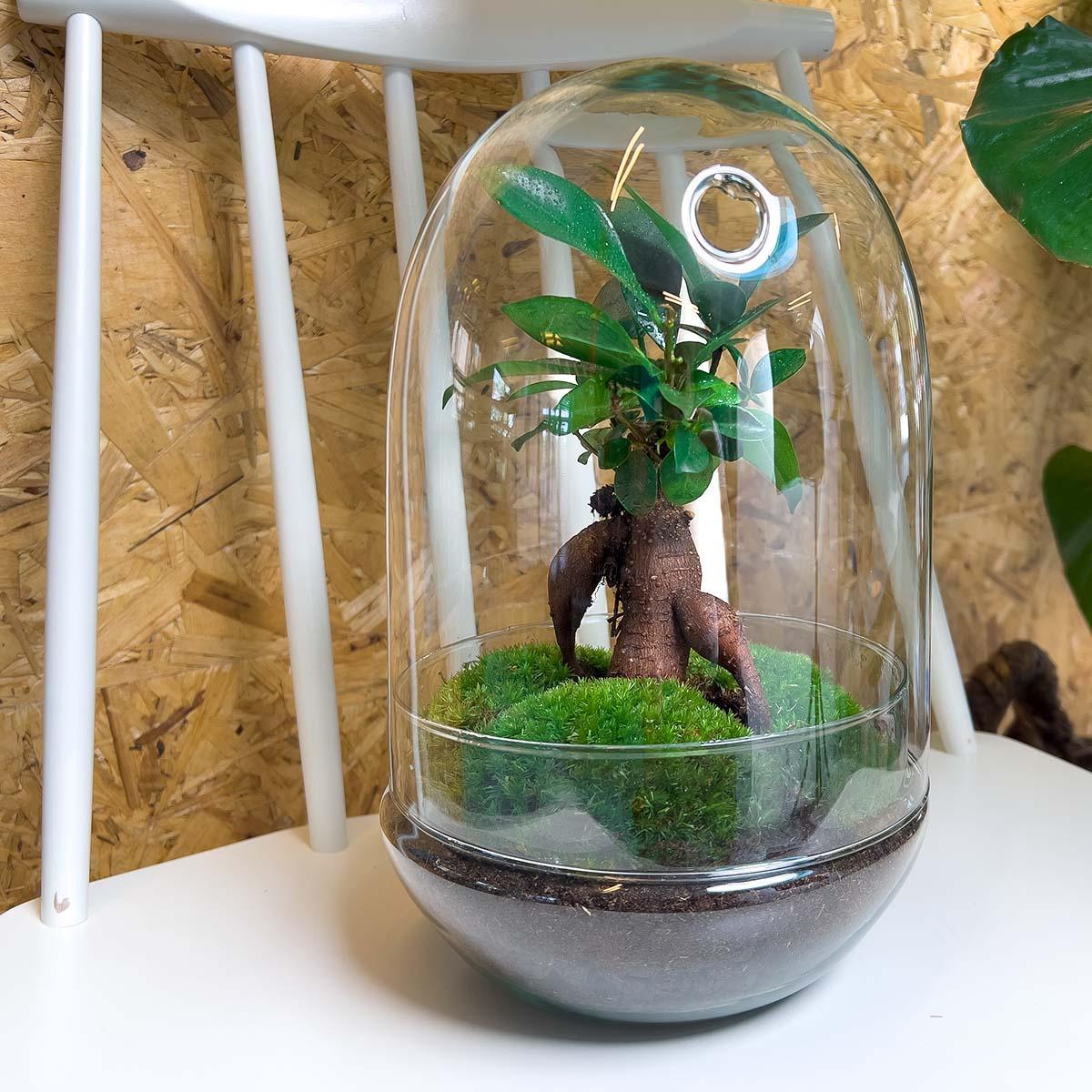 DIY terrarium - Egg XL Bonsai - ↕ 30 cm