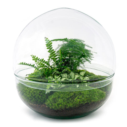 DIY terrarium - Dome XL - ↕ 30 cm - Normal