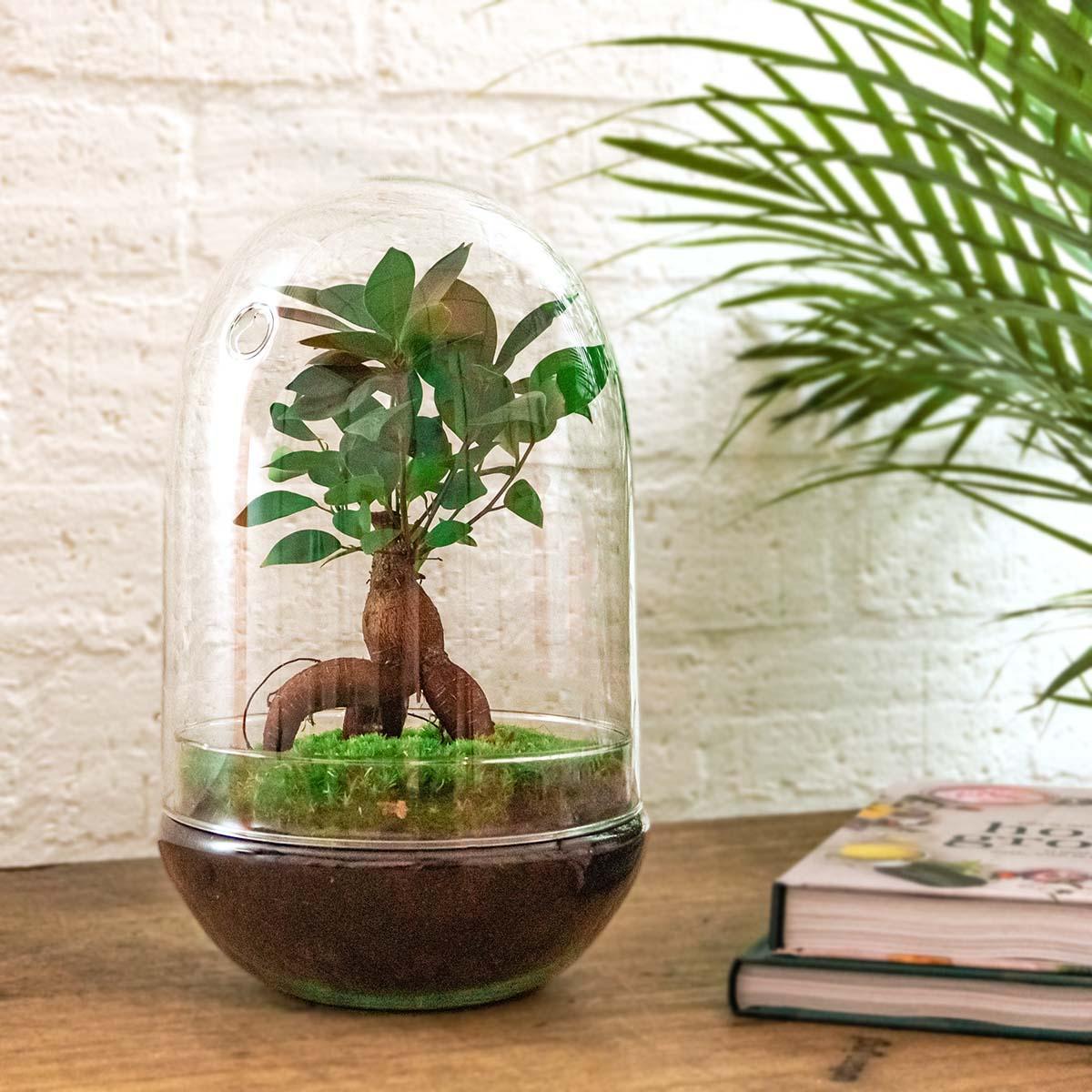 DIY terrarium - Egg XL Bonsai - ↕ 30 cm