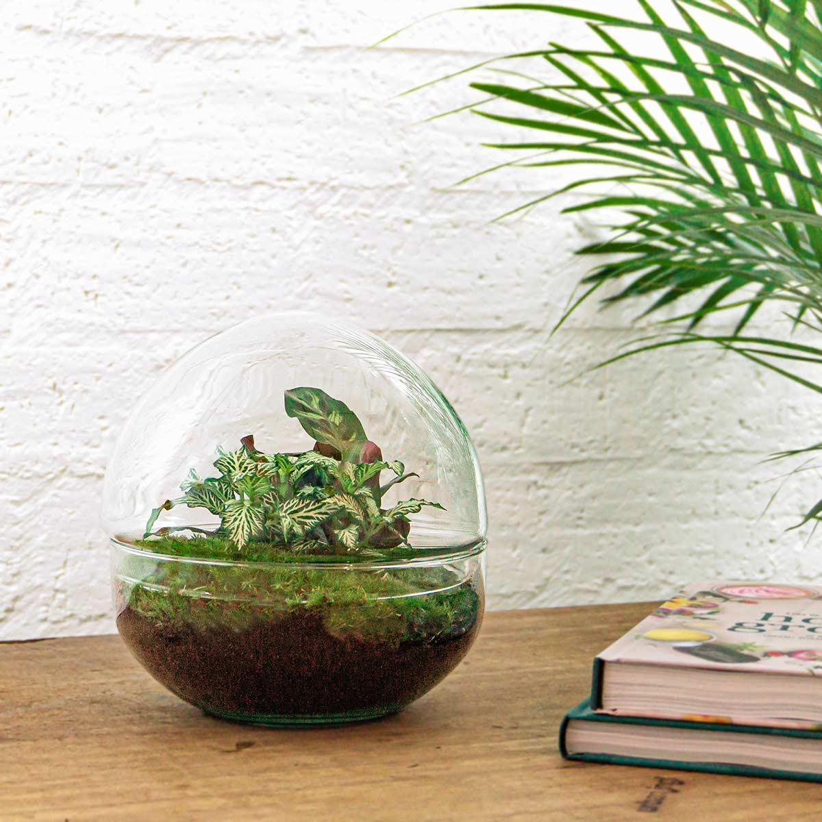 DIY terrarium - Dome - ↕ 20 cm - Normal