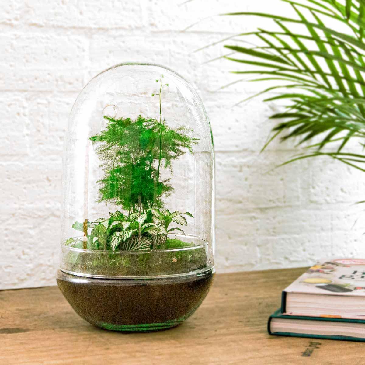 DIY terrarium - Egg XL - ↕ 30 cm